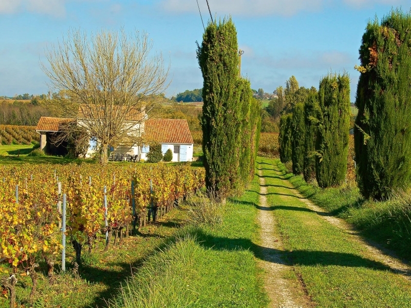 Vineyard For Sale, BLAYE, 33390, FRANCE