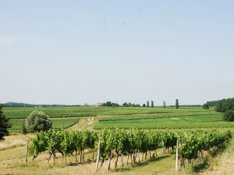 Vineyard For Sale, CAZAUGITAT, 33790, FRANCE